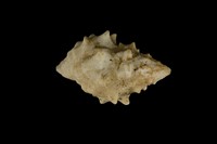 藏品(白結螺)的圖片